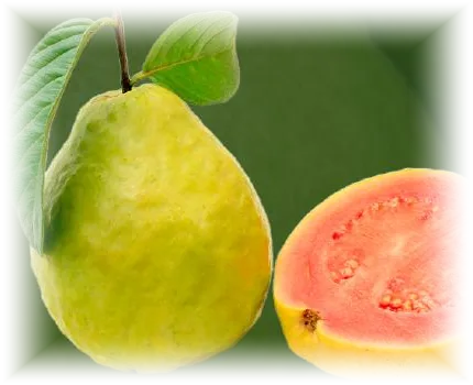 Guayaba Pera