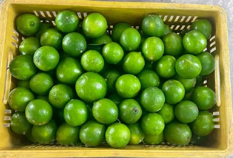 Limón Tahití