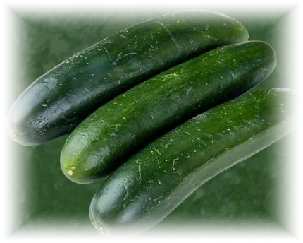 Pepino cohombro