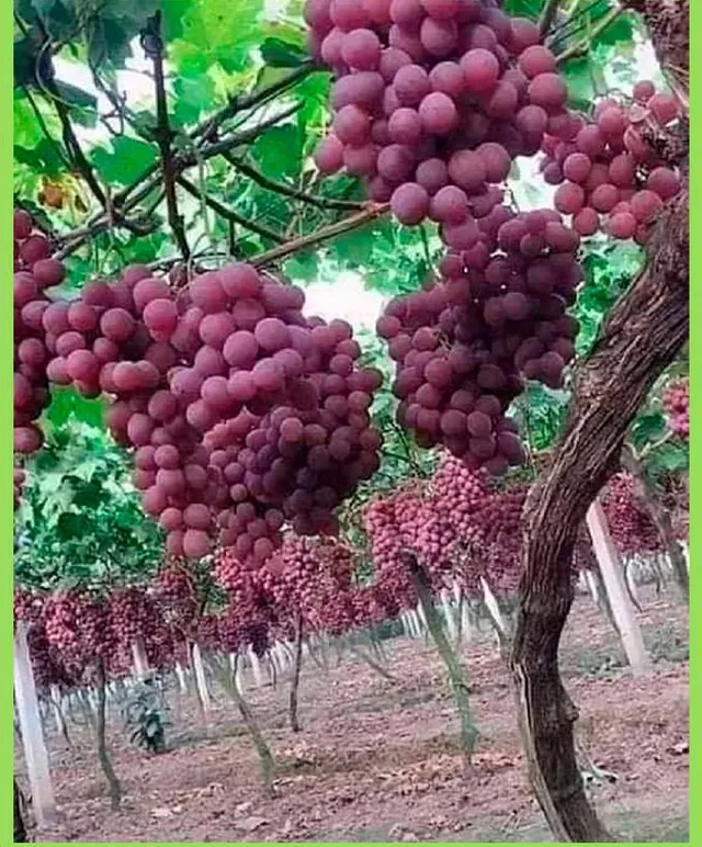 Uva Red Globe